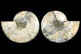 Agatized Ammonite Fossil - Madagascar #145223-1